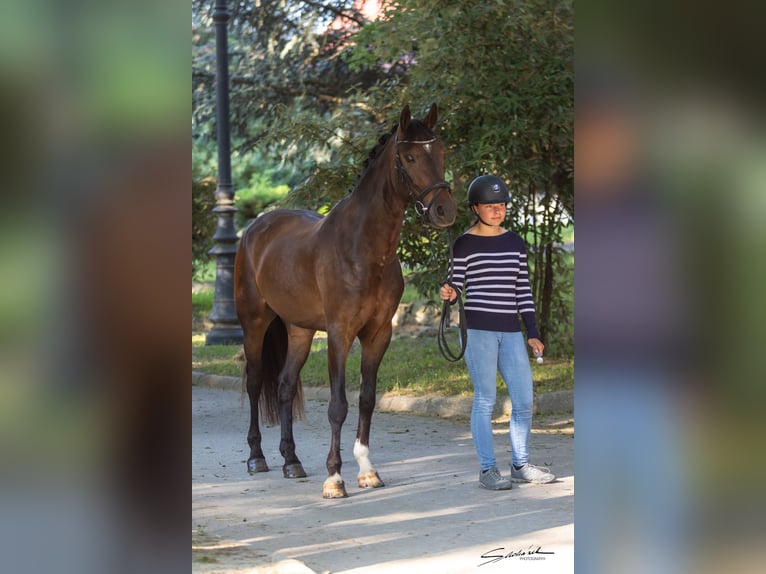 Galés-PB Caballo castrado 7 años 157 cm in Hradec Králové