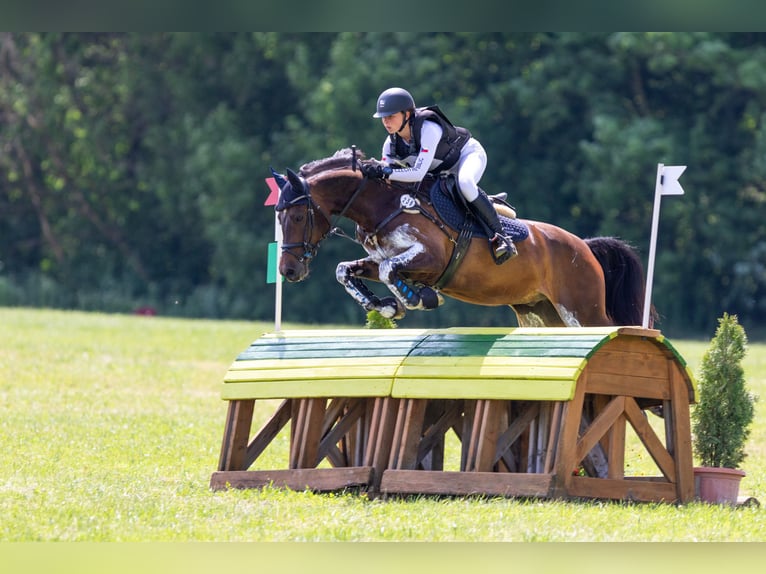 Galés-PB Caballo castrado 7 años 157 cm in Hradec Králové