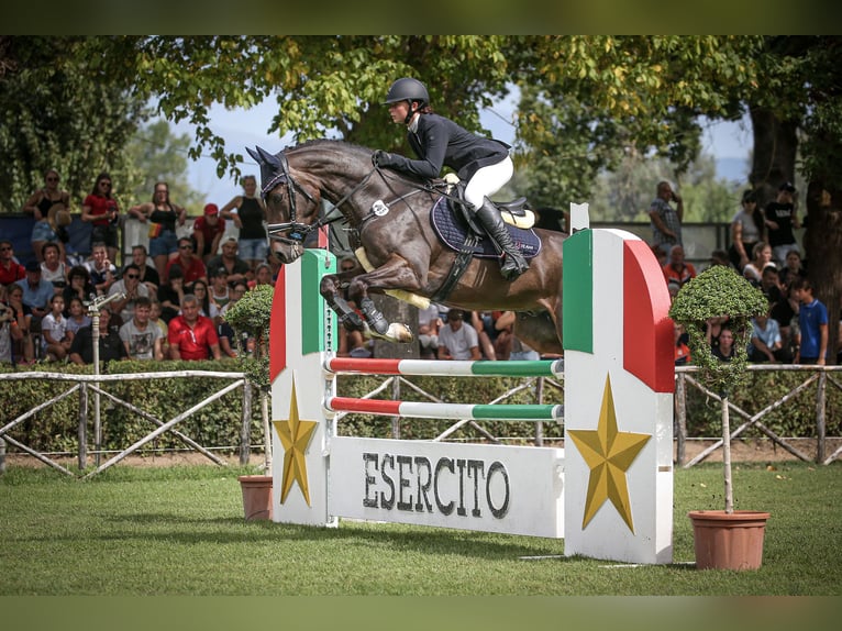 Galés-PB Caballo castrado 7 años 157 cm Castaño oscuro in Třebechovice pod Orebem