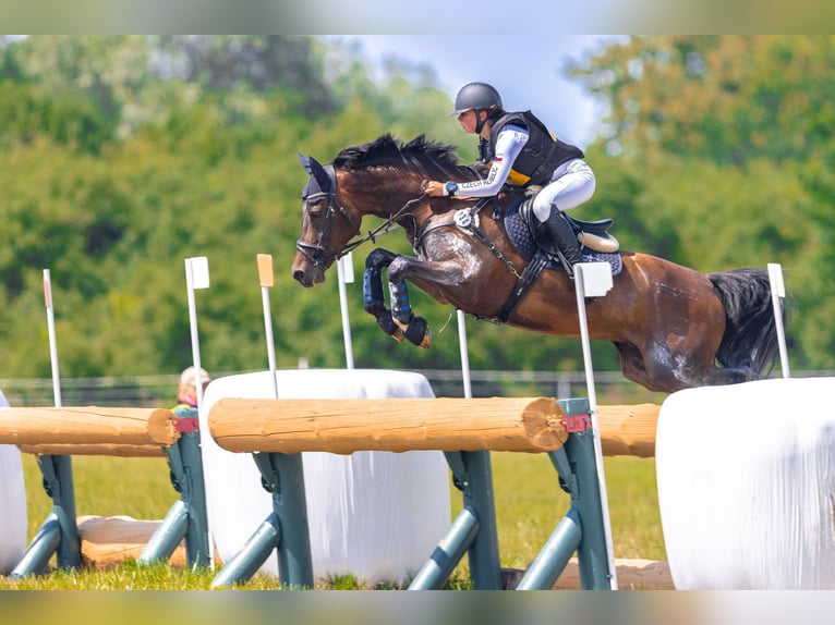 Galés-PB Caballo castrado 7 años 157 cm Castaño oscuro in Třebechovice pod Orebem