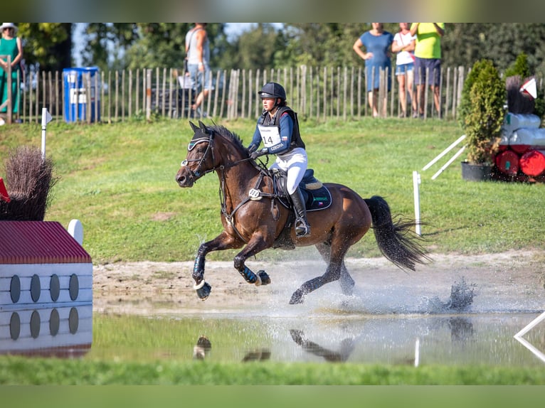 Galés-PB Caballo castrado 7 años 157 cm Castaño oscuro in Třebechovice pod Orebem