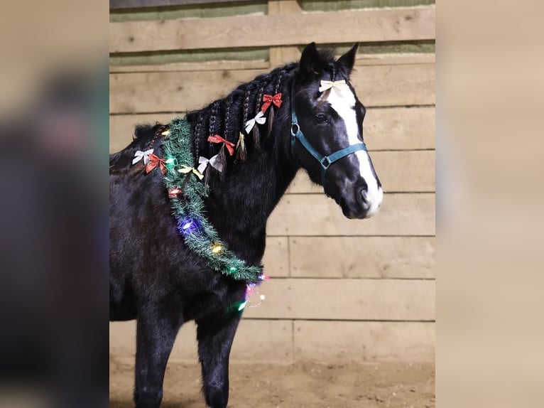 Galés-PB Mestizo Caballo castrado 8 años 137 cm Negro in Wykoff