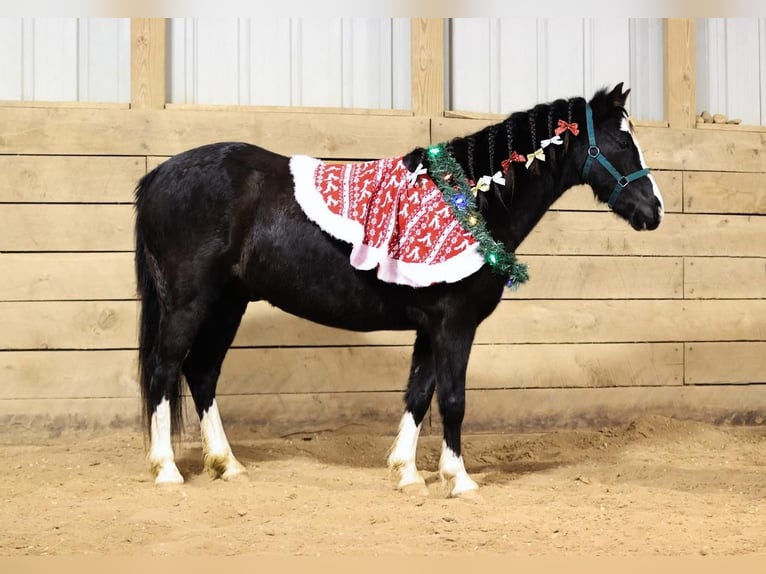 Galés-PB Mestizo Caballo castrado 8 años 137 cm Negro in Wykoff