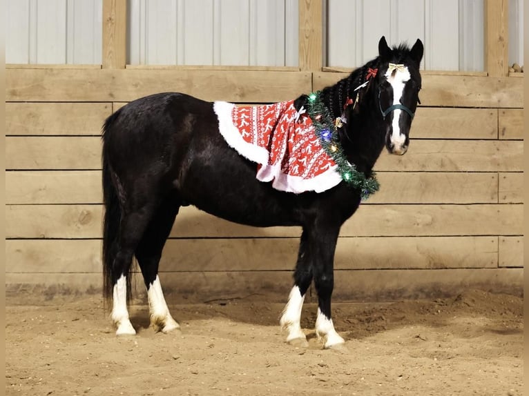 Galés-PB Mestizo Caballo castrado 8 años 137 cm Negro in Wykoff