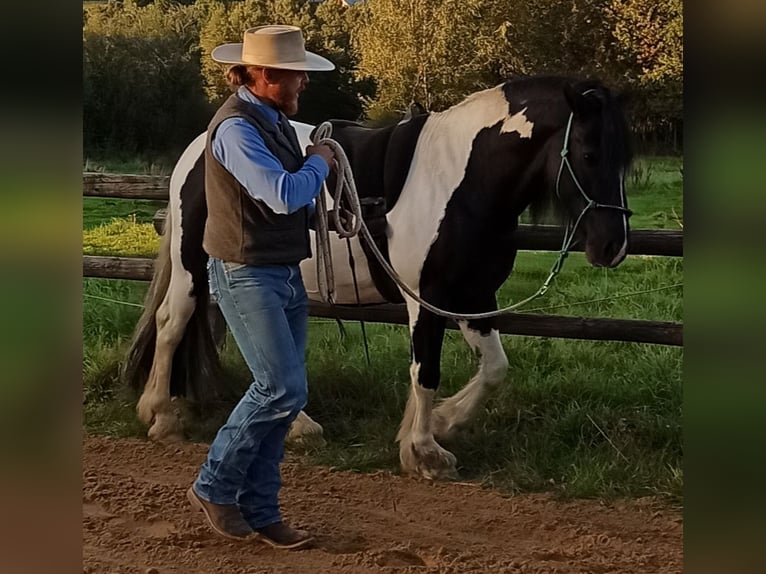 Galés-PB Caballo castrado 8 años 152 cm Pío in Horbruch