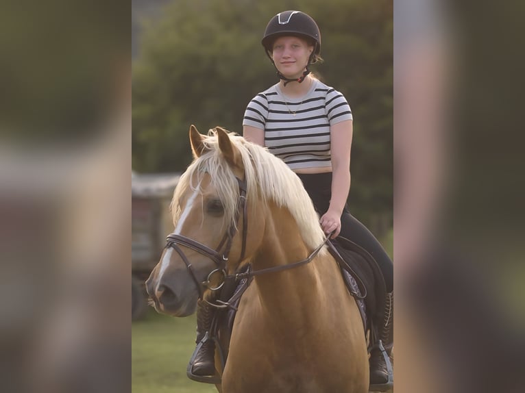 Galés-PB Caballo castrado 8 años 155 cm Palomino in Bridel