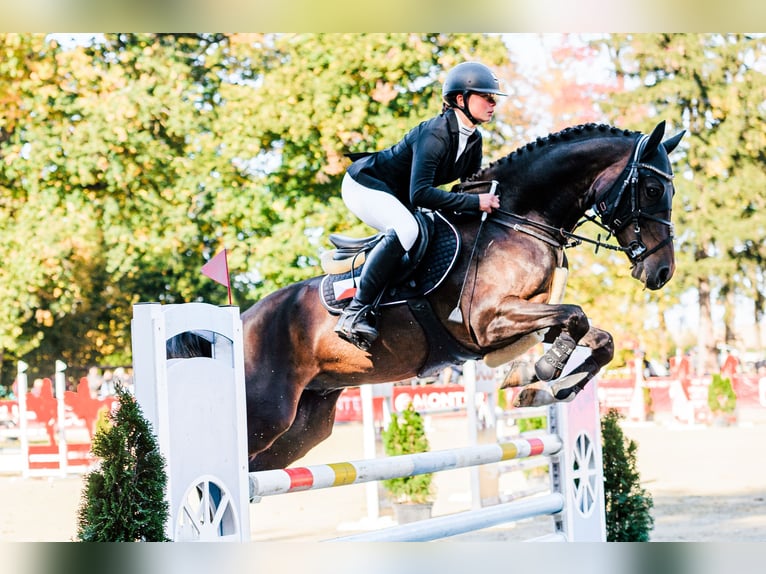 Galés-PB Caballo castrado 8 años 157 cm in Hradec Králové