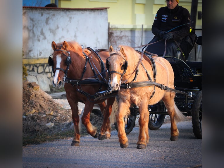 Galés-PB Caballo castrado 9 años 130 cm Alazán-tostado in Pápa