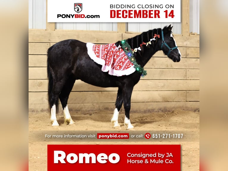 Galés-PB Mestizo Caballo castrado 9 años 137 cm Negro in Wykoff