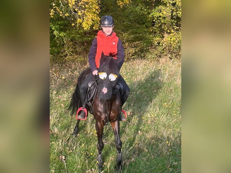 Galés-PB Caballo castrado 9 años 142 cm Castaño oscuro in Schkeuditz