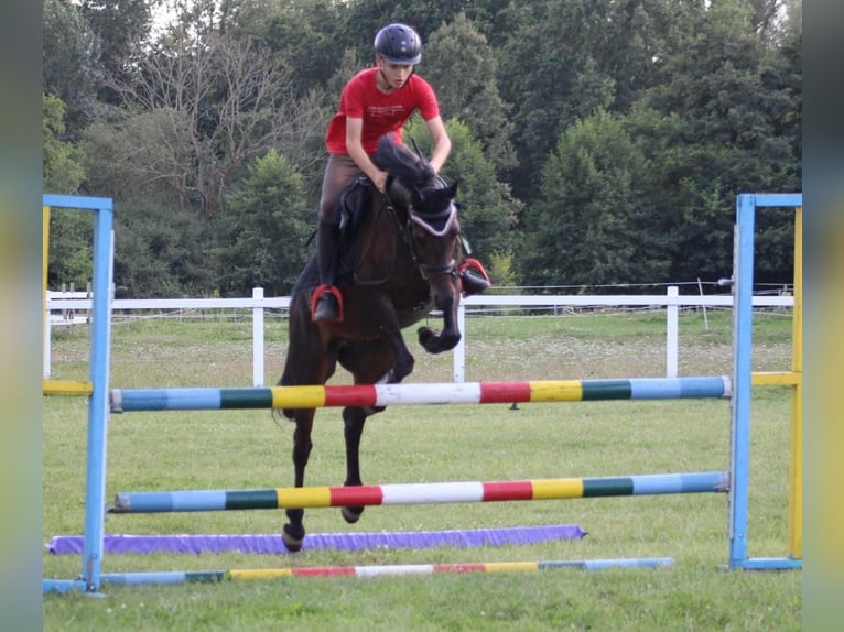 Galés-PB Caballo castrado 9 años 142 cm Castaño oscuro in Schkeuditz