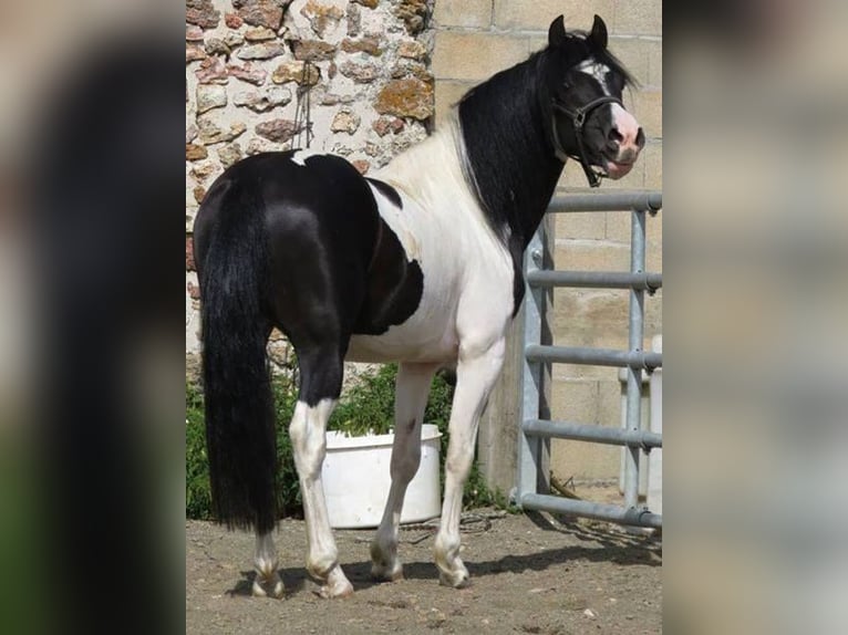 Galés-PB Semental 16 años 139 cm Tobiano-todas las-capas in LA GENETOUZE