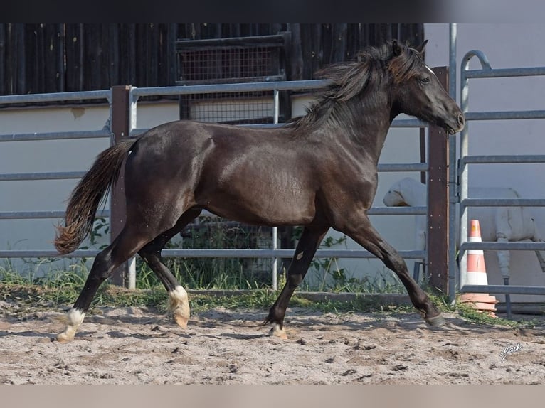 Galés-PB Semental 1 año 135 cm Negro in Přeštice