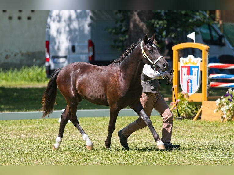 Galés-PB Semental 1 año 135 cm Negro in Přeštice