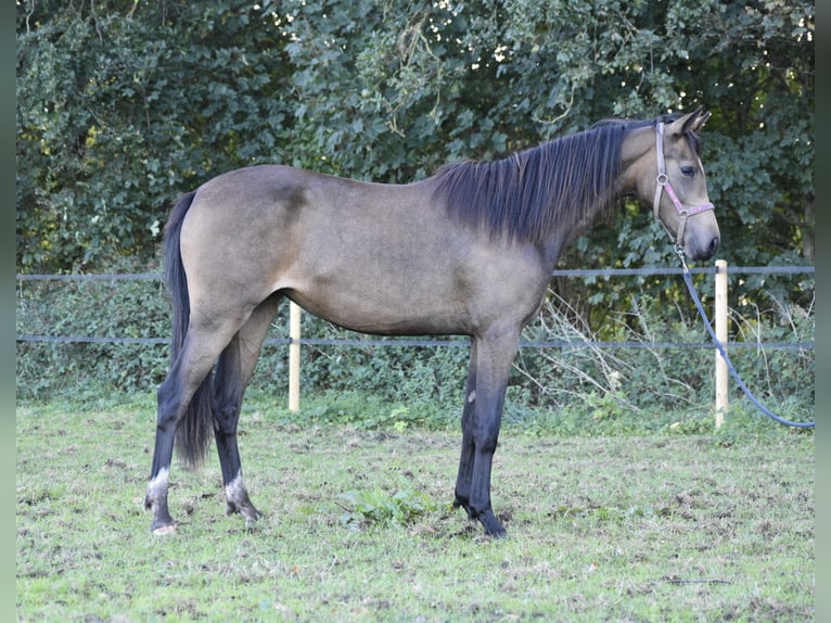 Galés-PB Semental 2 años 140 cm Buckskin/Bayo in Laar