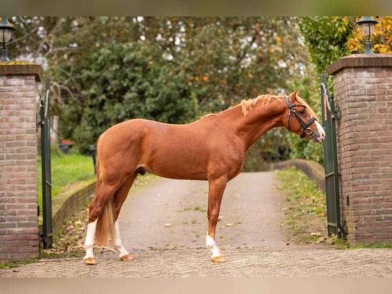 Galés-PB Semental 3 años 145 cm Alazán in Ouderkerk aan de Amstel
