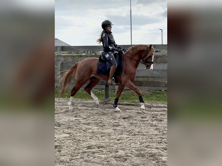 Galés-PB Semental 3 años 145 cm Alazán in Ouderkerk aan de Amstel