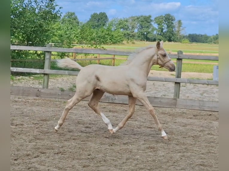 Galés-PB Mestizo Semental Potro (06/2025) 153 cm Palomino in Halle