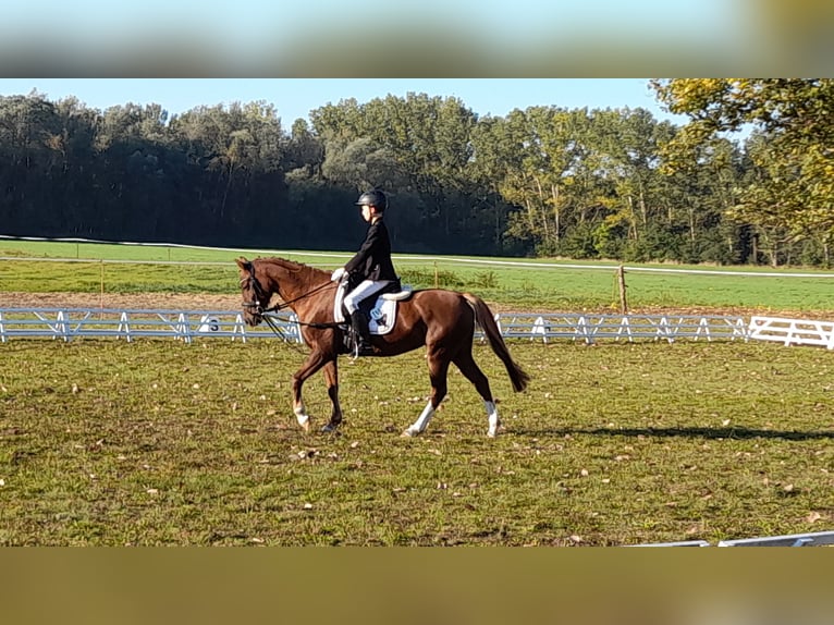 Galés-PB Yegua 13 años 145 cm Alazán-tostado in Wusterwitz