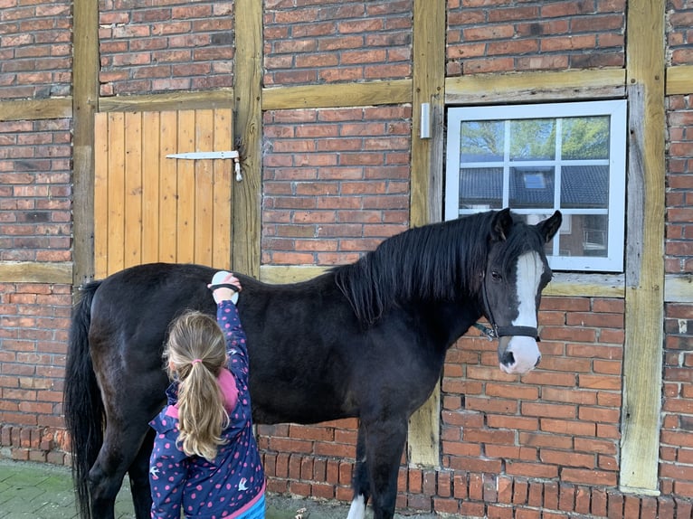 Galés-PB Yegua 13 años 145 cm Castaño in Sassenberg