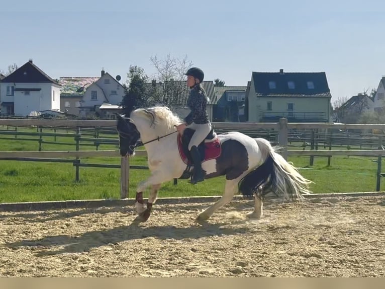 Galés-PB Yegua 13 años 146 cm Pío in Langenfeld