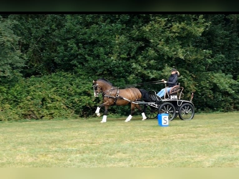 Galés-PB Yegua 13 años 150 cm Castaño in Wapserveen