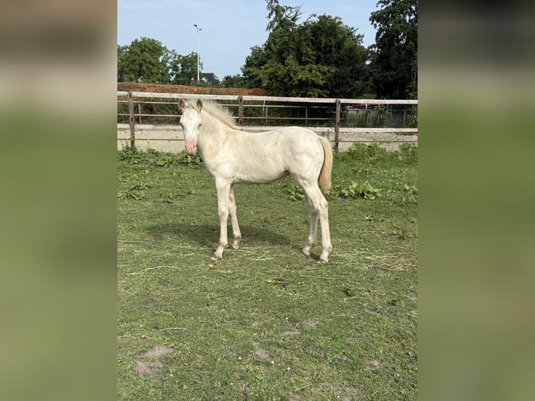 Galés-PB Yegua 1 año 150 cm Perlino in Bleiswijk