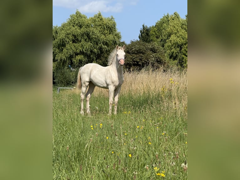 Galés-PB Yegua 1 año 150 cm Perlino in Bleiswijk