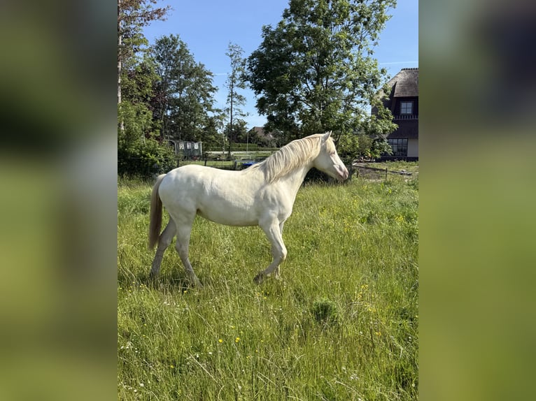 Galés-PB Yegua 1 año 150 cm Perlino in Bleiswijk