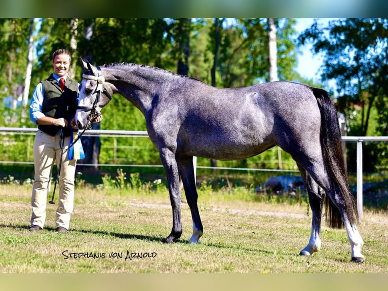 Galés-PB Yegua 4 años 145 cm Tordo in Björkvik