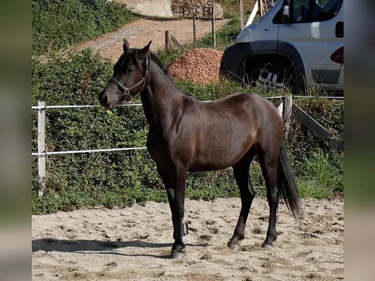 Galés-PB Yegua 4 años 152 cm Morcillo in Saint-Just-en-chevalet