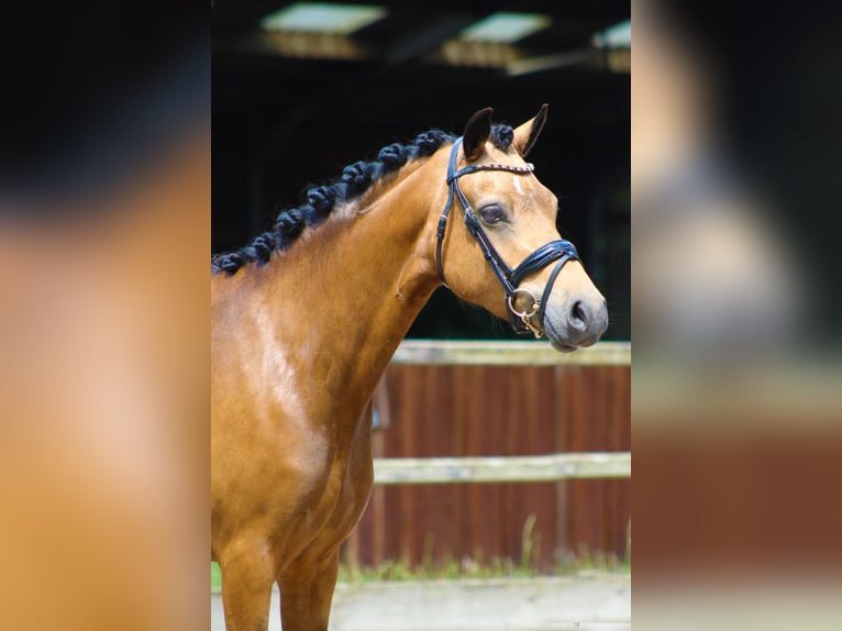 Galés-PB Yegua 5 años 137 cm Buckskin/Bayo in Heemskerk