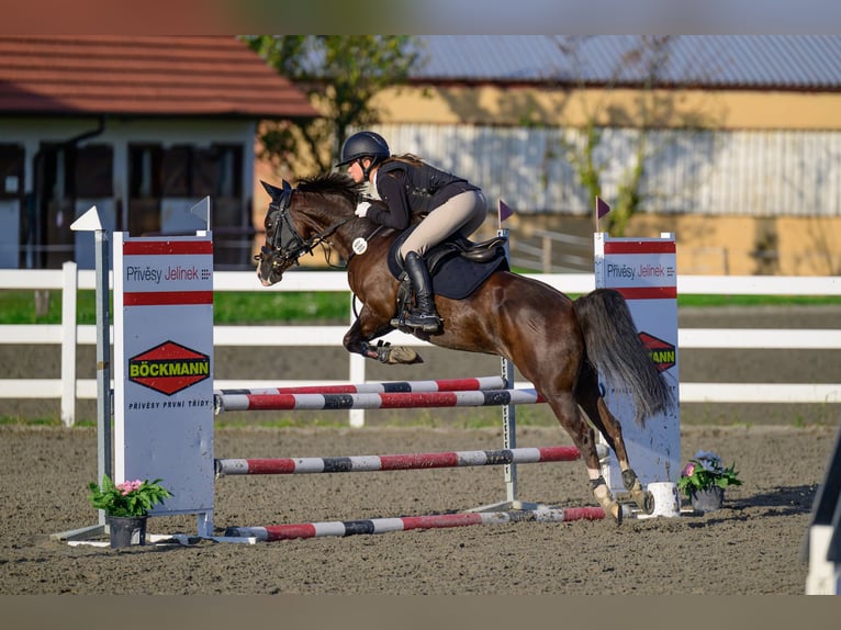 Galés-PB Yegua 8 años 135 cm Alazán in Kromeriz