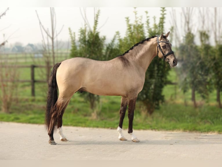 Galés-PB Yegua 9 años 153 cm Castaño in Aalten