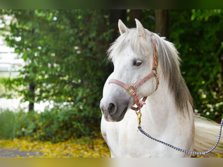 Galiceno Pony Merrie 9 Jaar 140 cm Schimmel in Reutte
