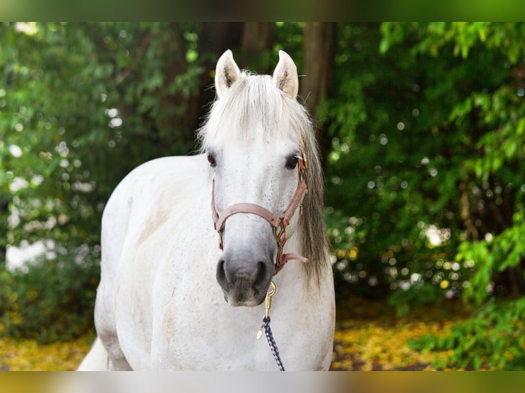 Galiceno Pony Merrie 9 Jaar 140 cm Schimmel in Reutte