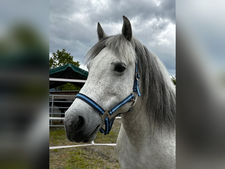 Galiceno Pony Merrie 9 Jaar 140 cm Schimmel in Reutte