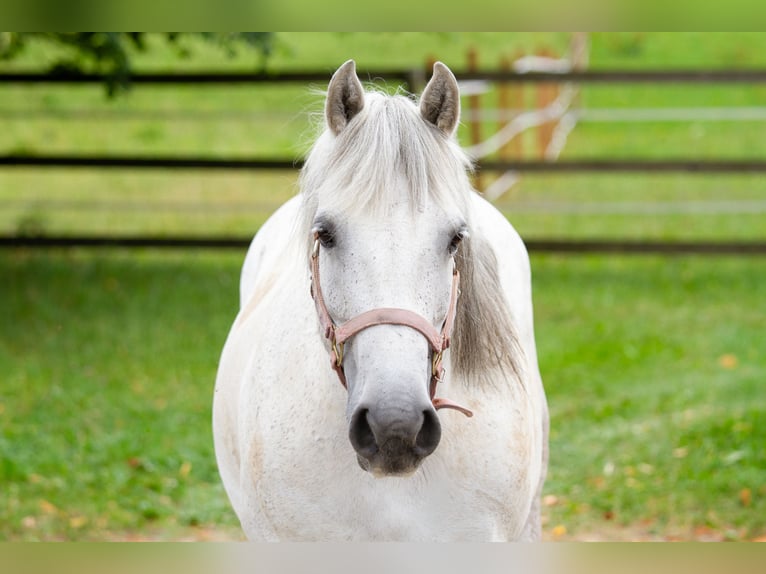 Galiceno Pony Merrie 9 Jaar 140 cm Schimmel in Reutte