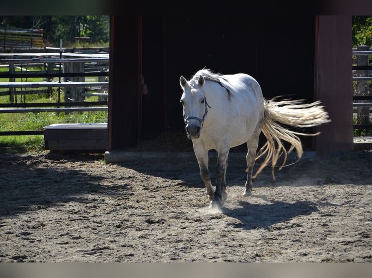 Galiceno Pony Stute 9 Jahre 140 cm Schimmel in Reutte
