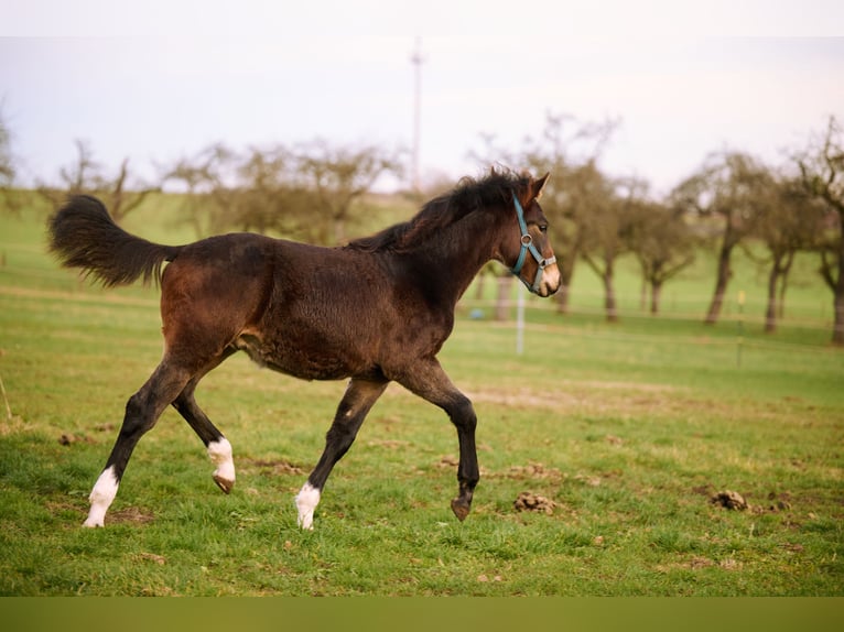 Gamla Württemberg (Westfalisk häst) Hingst 1 år 138 cm Mörkbrun in Horgenzell