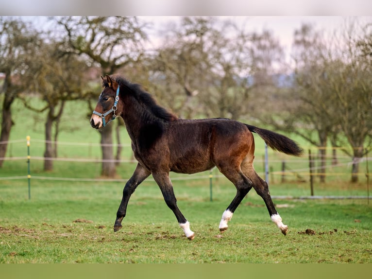 Gamla Württemberg (Westfalisk häst) Hingst 1 år 138 cm Mörkbrun in Horgenzell