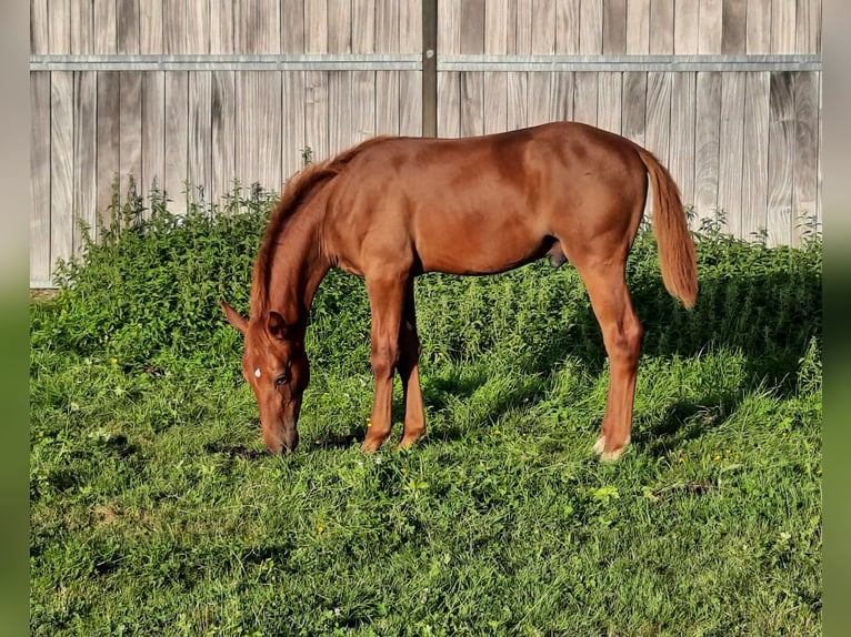 Gamla Württemberg (Westfalisk häst) Hingst Föl (03/2024) fux in Alfdorf