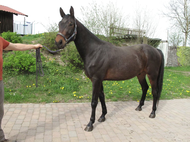 Gamla Württemberg (Westfalisk häst) Blandning Valack 3 år 163 cm Mörkbrun in Grünkraut