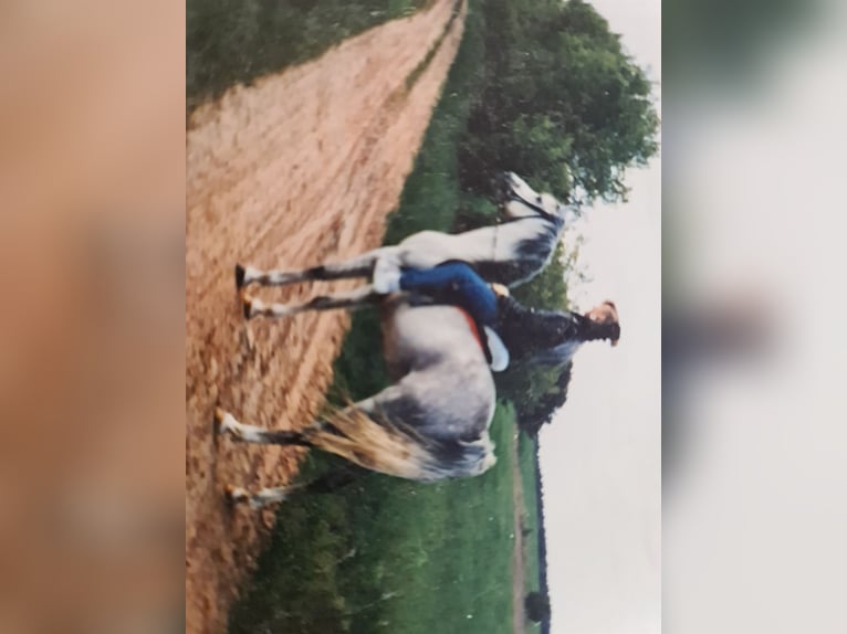 Gelände- und ehemalige Jagdreiterin sucht Reitbeteiligung