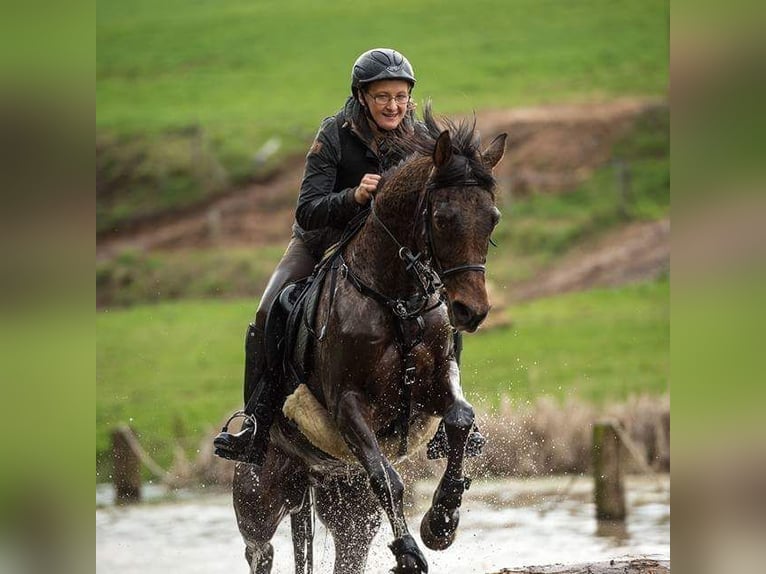 Gelände- und ehemalige Jagdreiterin sucht Reitbeteiligung