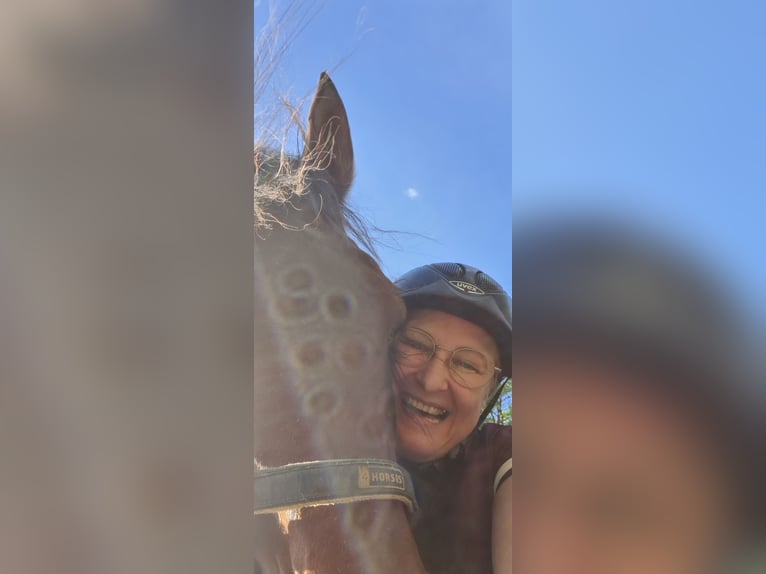 Gelände- und ehemalige Jagdreiterin sucht Reitbeteiligung