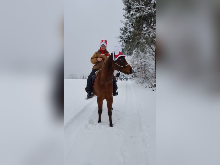 Gelände- und Jagdreiterin sucht Reitbeteiligung 