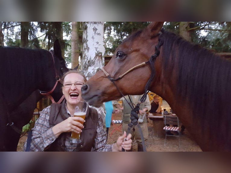 Gelände- und Jagdreiterin sucht Reitbeteiligung 