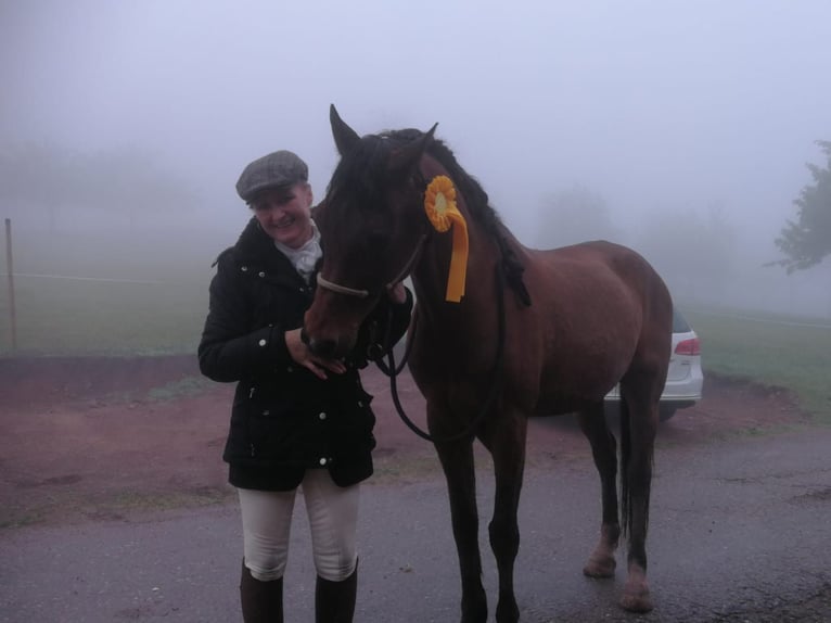 Gelände- und Jagdreiterin sucht Reitbeteiligung 