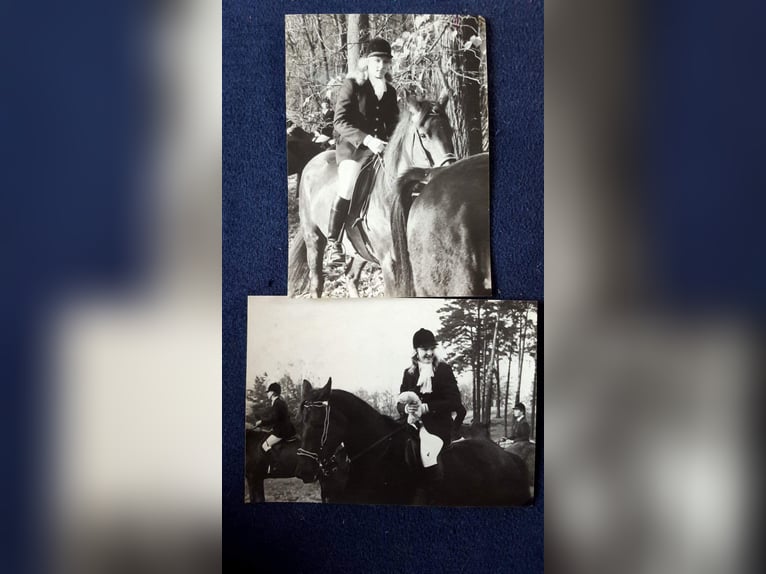 Gelände- und Jagdreiterin sucht Reitbeteiligung 